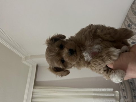 Birinci sınıf kore kan maltipoo bebekler