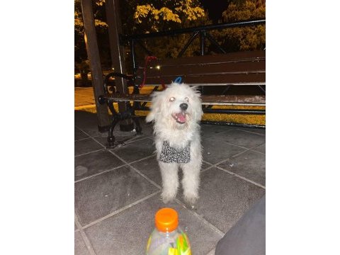 Terrier evcil köpek