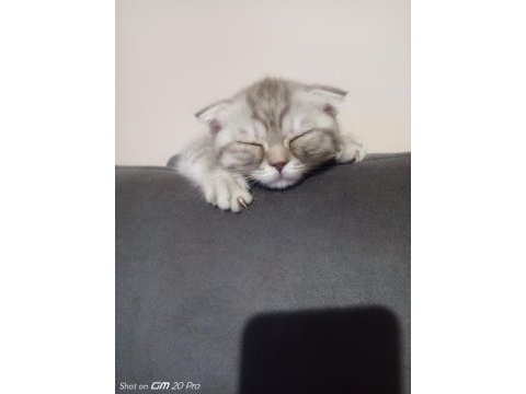 2.5 aylık scottish fold kedimiz yeni yuvasını arıyor