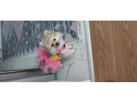 Pomeranian boo fox face