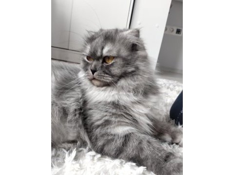 Güzel asil yetişkin kedim
