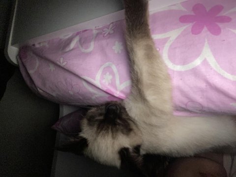 Maysa (siyam kedisi)