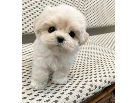 Maltese terrier