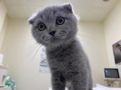 Scottish fold aşıları yapıldı bütün malzemeleri var