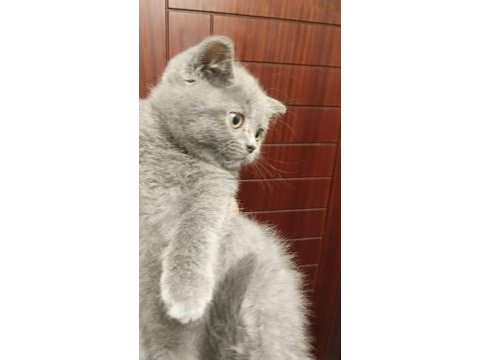 British shorthair yavrularım yuvalarını bekliyor
