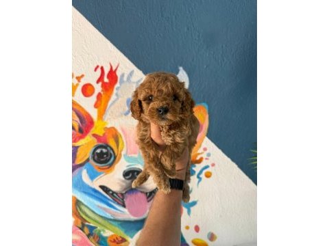 Toy poodle bebeklerimiz