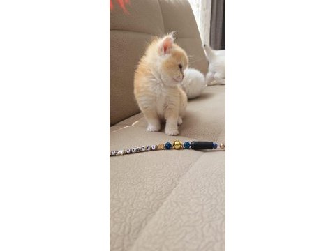 British longhair kaliteli yavrular