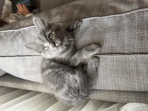 Mama karşılığı british shorthair sahiplendirme