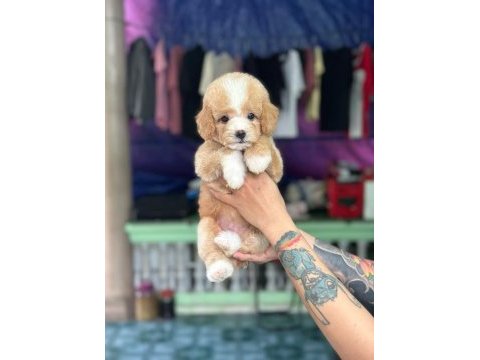 Maltipoo yavrularımız