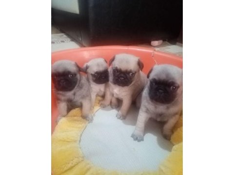 50 günlük pug yavrularımız sahiplendirilecektir
