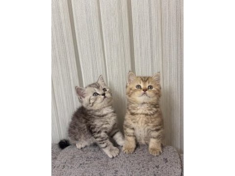 Koca kafalı british shorthair bebeklerim