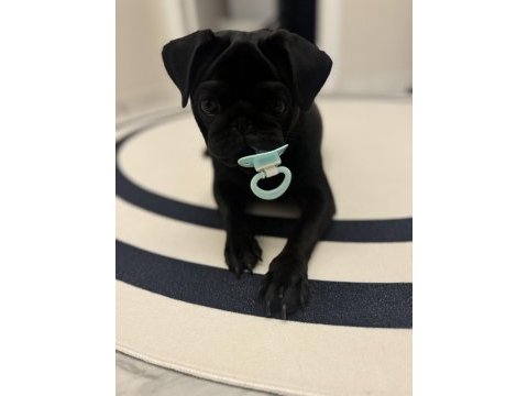 9 aylık dişi pug yavrumuz