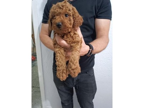 Anne altından poodle yavrular