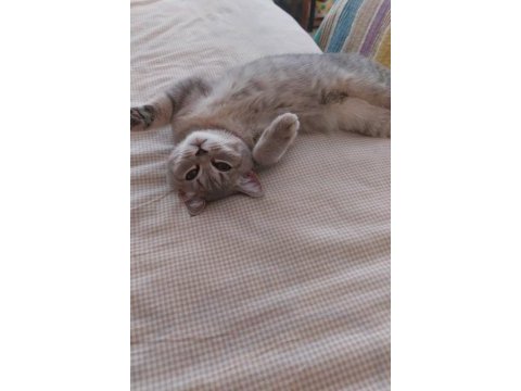 3 aylık dişi british shorthair yavrumuz