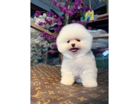 Pomeranian boo 2 aylık