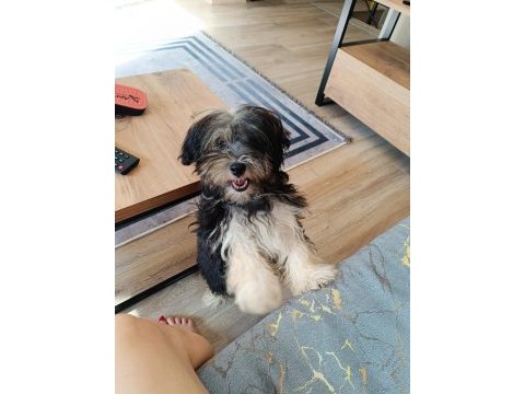 Terrier yorkshire yuva ariyor