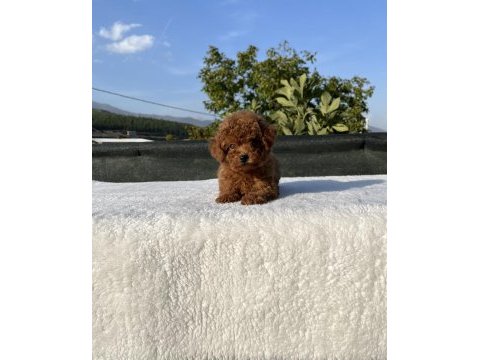 Kore kan toy poodle bebekler