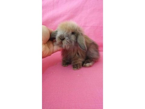 Renk renk tavşanlar hollanda ve teddy lop bebekler