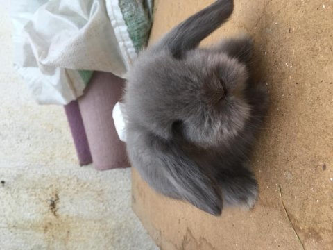 Hollanda lop tavşanı blue