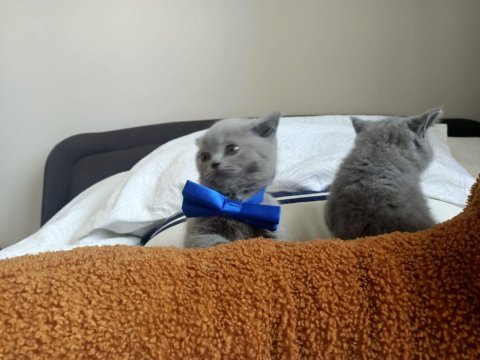 50 günlük yavru british shorthair yuvasını arıyor