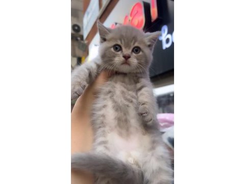 British shorthair lilac top kafa erkek