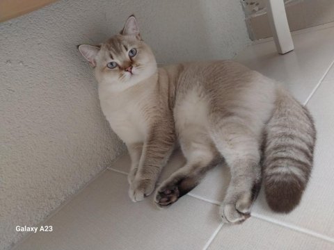 British shorthair bluepoint 11 aylık
