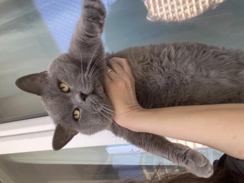 Erkek british shorthair orjinal ırk