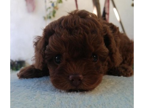 Teddy face toy poodle