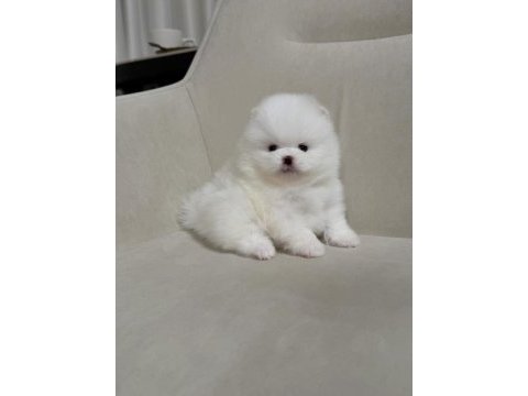 Teddy bear pomeranian en mini yavrular