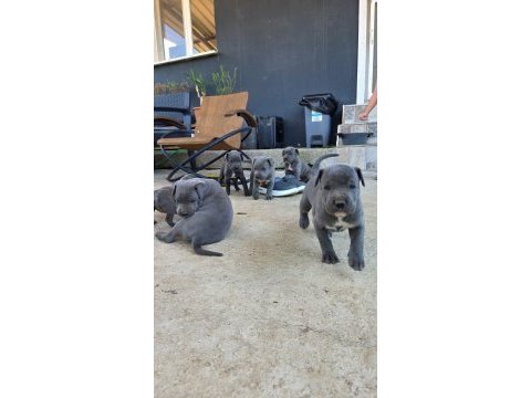 Cane corso blue