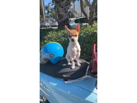 5 aylık chihuahua