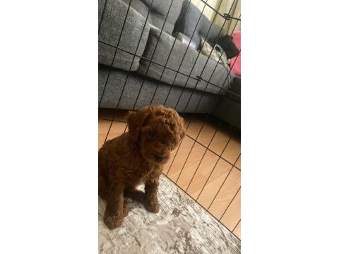 27 haziran doğumlu korekan dark brown son 2 toy poodle