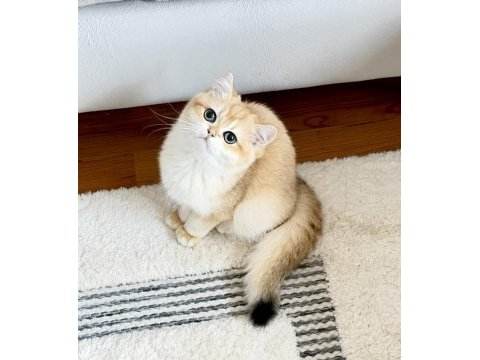Şecereli british shorthair golden ny12 erkek yavru