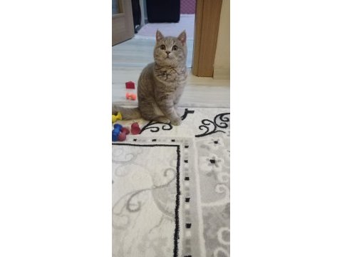 British shorthair miniğimiz için yuva
