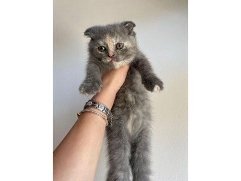 Scottish fold kedilerimizi ücretsiz sahiplendiriyoruz