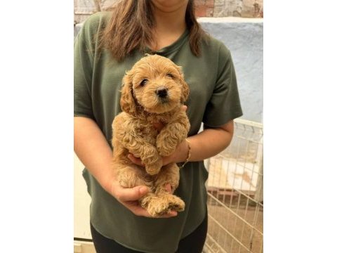 Maltipoo bebek köpekler