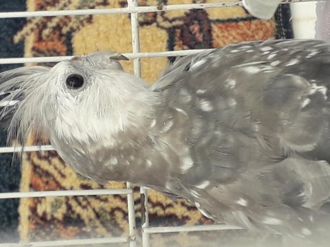 5 aylık wifi sultan papağanı