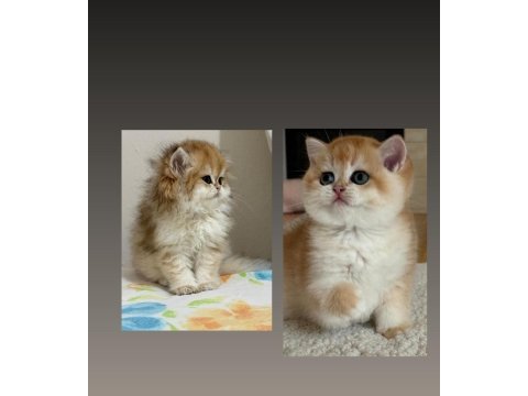 Safkan british shorthair yavrular