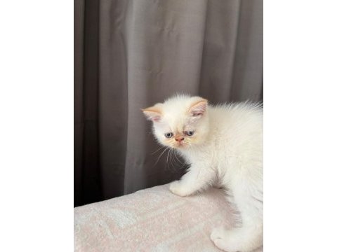 Show kalite ırk garantili bebek kedimiz