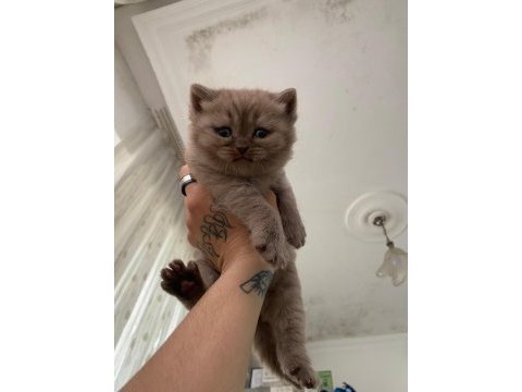 1 buçuk yaşında dişi exotic shorthair ve yavruları