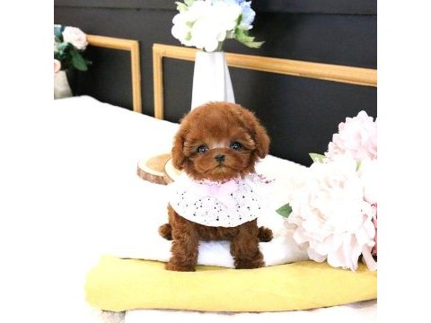 Teady bear kore kani̇ toy poodle yavrular