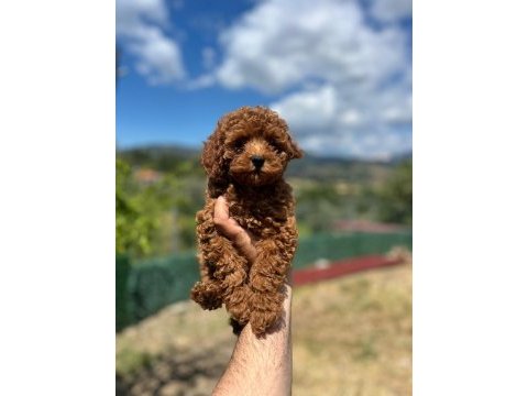 Toy poodle yavrularımız
