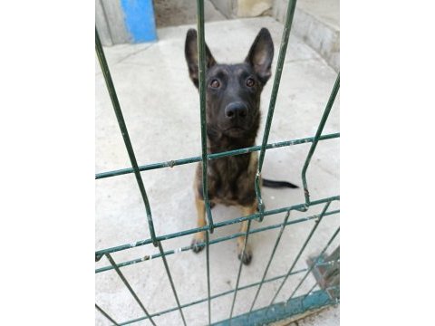9 aylık dişi bol maskeli malinois