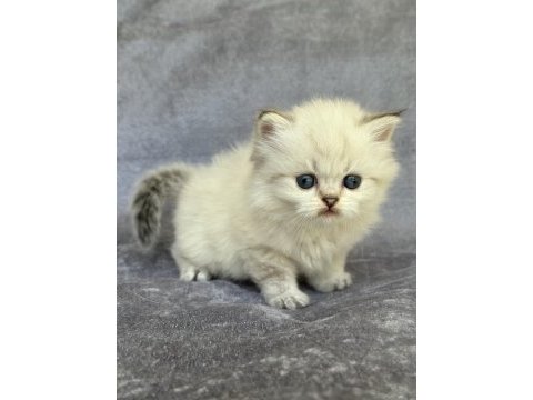 British longhair ns11 33 dişi (mavi göz)