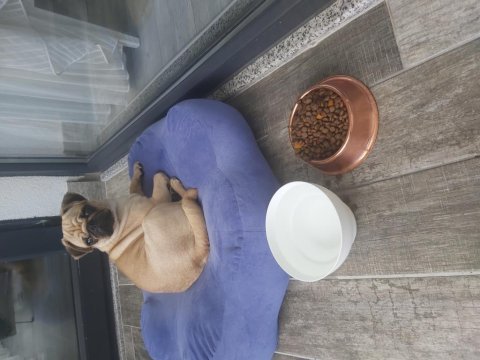 Pug elden teslim