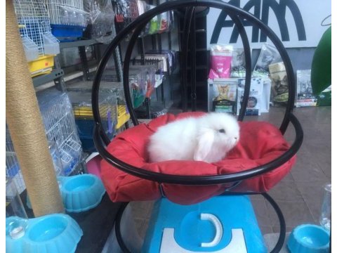 Hollanda lop cüce tavşanlar