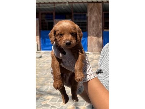 Maltipoo yavrularımız