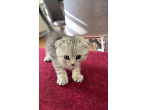 Yavru scottish fold ve british kırması dişi yavrular