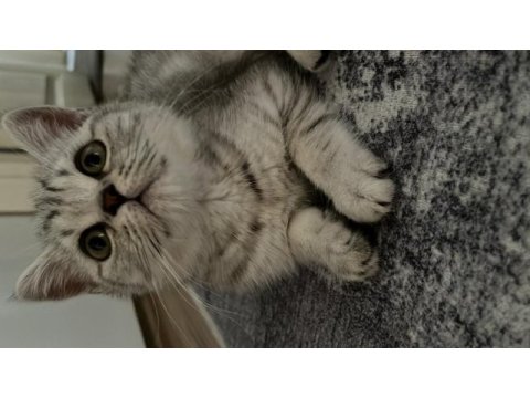 Yavru british shorthair