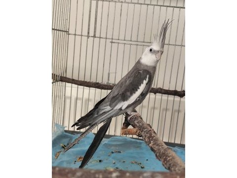 2 yaşında erkek wf sultan papağanı